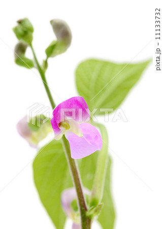 いんげん豆の花 11133732