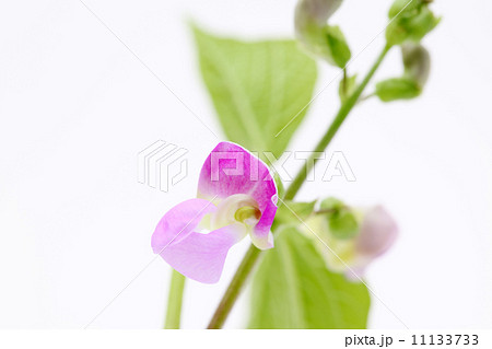 いんげん豆の花 11133733