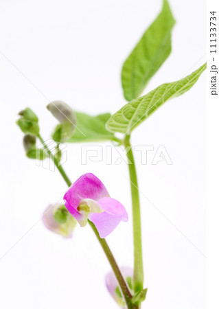 いんげん豆の花 11133734