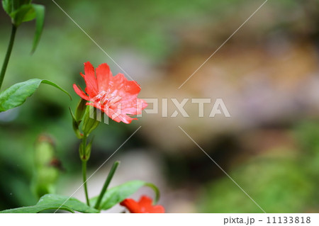 絶滅危惧植物　マツモトセンノウ　（絶滅危惧II類(VU)） 11133818