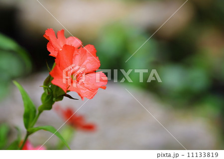 絶滅危惧植物　マツモトセンノウ　（絶滅危惧II類(VU)） 11133819