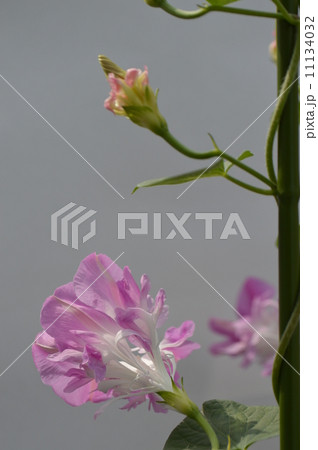 変わり咲き朝顔　 11134032