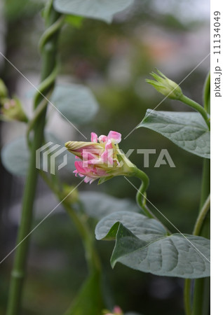 変わり咲き朝顔のつぼみ　 11134049