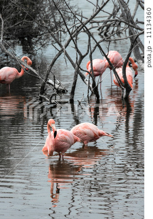 Flamingos have arrived to the island of Isabella, Galapagos Arch 11134360