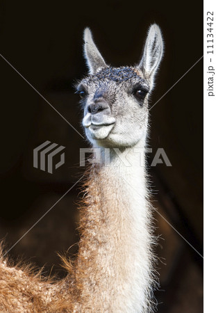 Guanaco (Lama Guanicoe). Torres del Paine National Park, Patagon 11134422