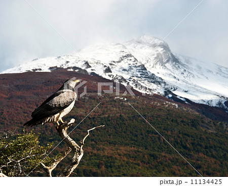 Patagonian classic 11134425