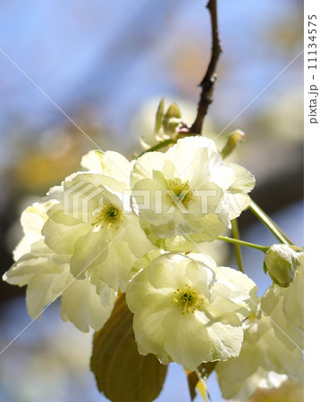 ウコンザクラ:鬱金桜 ウコンザクラ:鬱金桜 11134575
