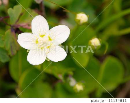 ウメバチソウ 11134611