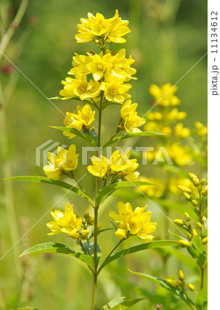 クサレダマ クサレダマ 11134612