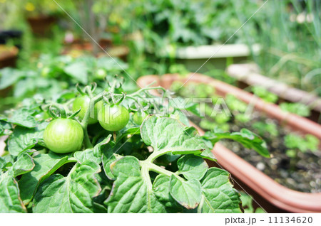 青いトマト1 青いトマト1 11134620