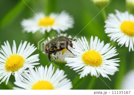 ハナムグリとヒメジョオンの花 ハナムグリとヒメジョオンの花 11135167