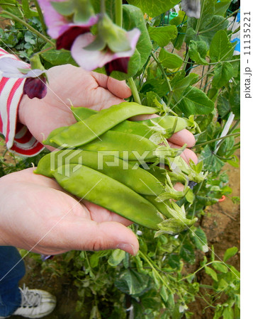 オオサヤキヌサヤの収穫 11135221