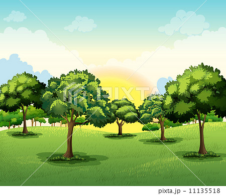 Tall trees 11135518