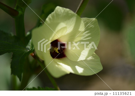 オクラの花 11135621