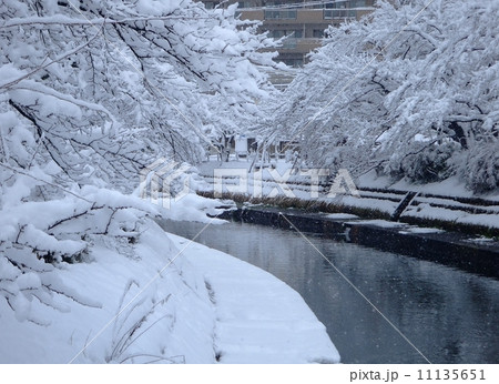 雪景色のいたち川 雪景色のいたち川 11135651