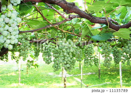 ブドウ棚 ブドウ ブドウ科 の写真素材