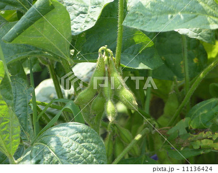 だだちゃ豆 11136424