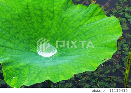 ハスの葉と水玉 11136456