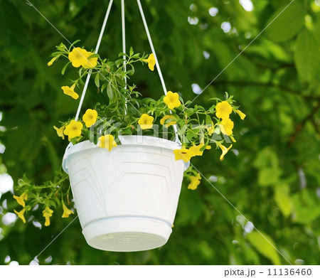 Yellow Million bells (Calibrachoa) flowers in the hanging white plastic pot. Yellow Million bells (Calibrachoa) flowers in the hanging white plastic pot. 11136460