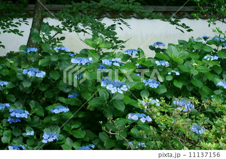ガクアジサイと白壁・長府毛利邸 ガクアジサイと白壁・長府毛利邸 11137156