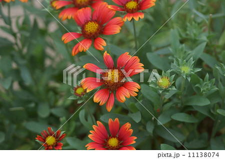 天人菊　テンニンギクと申します。 11138074