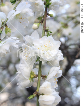 シダレハナモモ（白）：枝垂れ花桃 11138121