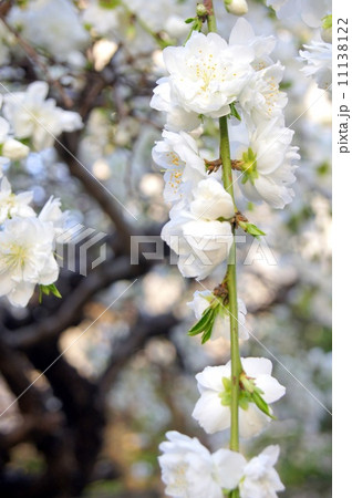 シダレハナモモ(白):枝垂れ花桃 シダレハナモモ(白):枝垂れ花桃 11138122