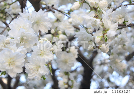 シダレハナモモ(白):枝垂れ花桃 シダレハナモモ(白):枝垂れ花桃 11138124