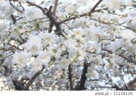 シダレハナモモ（白）：枝垂れ花桃の写真素材 [11138126] - PIXTA