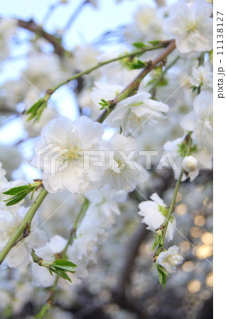 シダレハナモモ 白 枝垂れ花桃の写真素材