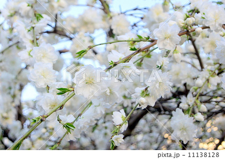 シダレハナモモ（白）：枝垂れ花桃 11138128