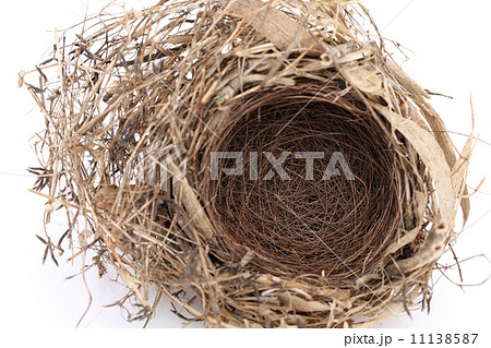 小鳥の巣 11138587