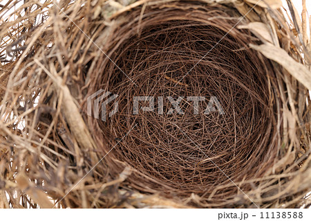 小鳥の巣 11138588