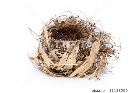 小鳥の巣 小鳥の巣 11138590