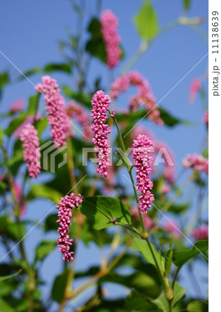 大毛蓼　オオケタデと申します。背高のっぽの草です。 11138639