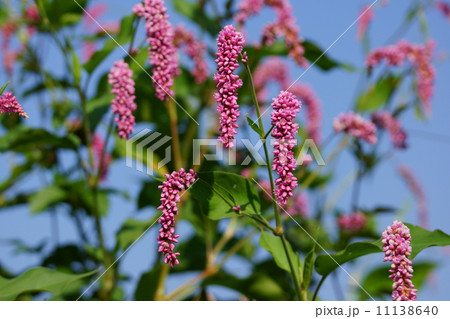 大毛蓼　オオケタデと申します。背高のっぽの草です。 11138640