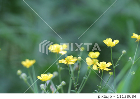 キンポウゲ 11138684