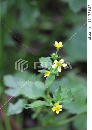 キンポウゲ 11138685