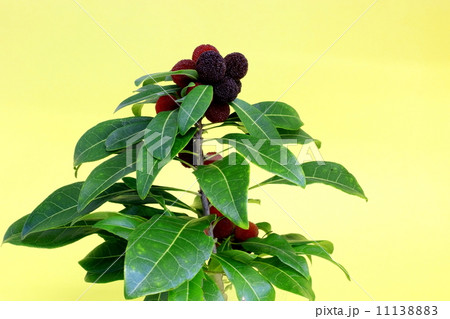 やまもも やまもも 11138883