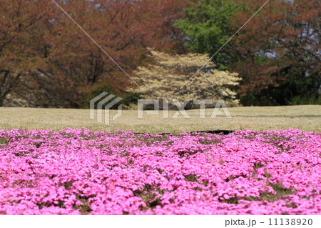 芝桜の公園 芝桜の公園 11138920