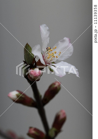 ゆすらうめ ゆすらうめ 11139358