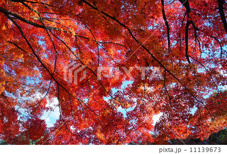 京都の紅葉 11139673