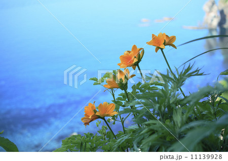 積丹ブルーをバックにしたエゾカンゾウ 11139928