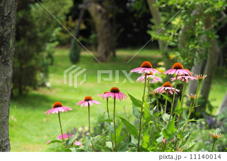 6月花　エキナケア・キク科29 11140014