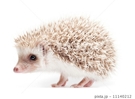Hedgehog isolate on white background 11140212