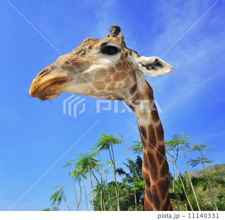 giraffe closeup head with safari background giraffe closeup head with safari background 11140331
