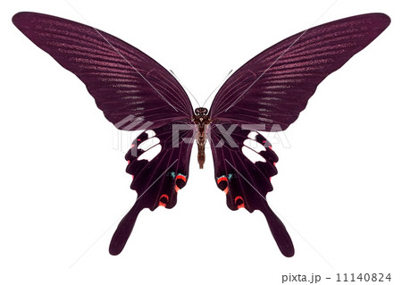 beautiful butterfly isolated on white beautiful butterfly isolated on white 11140824