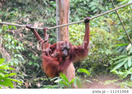 ボルネオオランウータンのお母さんと赤ちゃん 11141068
