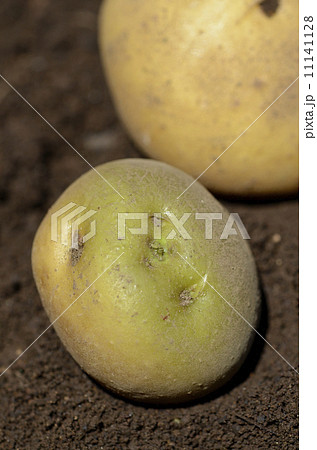 緑化したジャガイモ 11141128