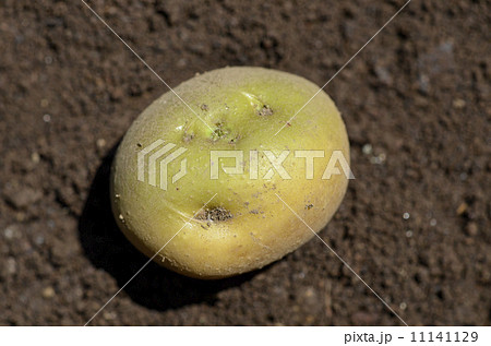 緑化したジャガイモ 11141129